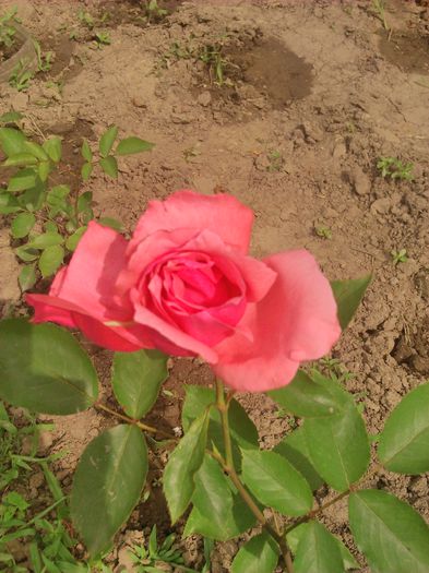 tmp_DSC_0027579818502