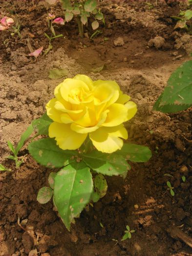 tmp_DSC_0021-1600983686