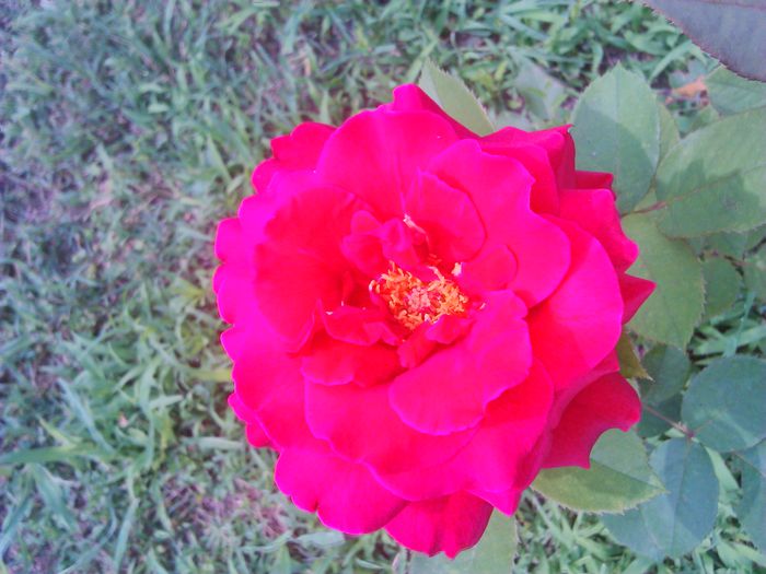 tmp_DSC_0003-1252756812