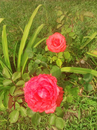 tmp_DSC_0009-646290747