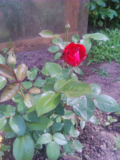 tmp_DSC_0022-1488777573