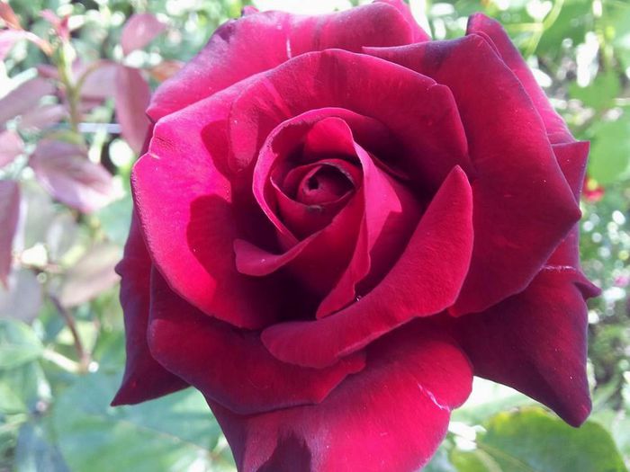 Black Baccara de la 4garden