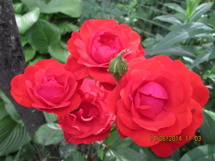 IMG_6376 - La tara in iunie 2014