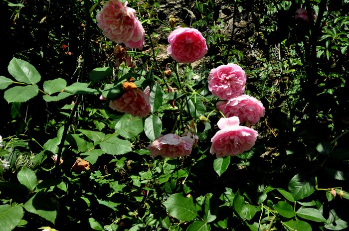 DSC_0236 - Harlow Carr