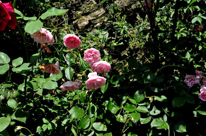 DSC_0237 - Harlow Carr