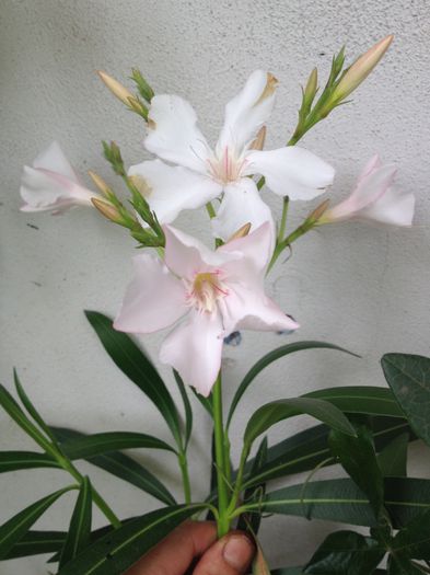 image - Flori - 2014