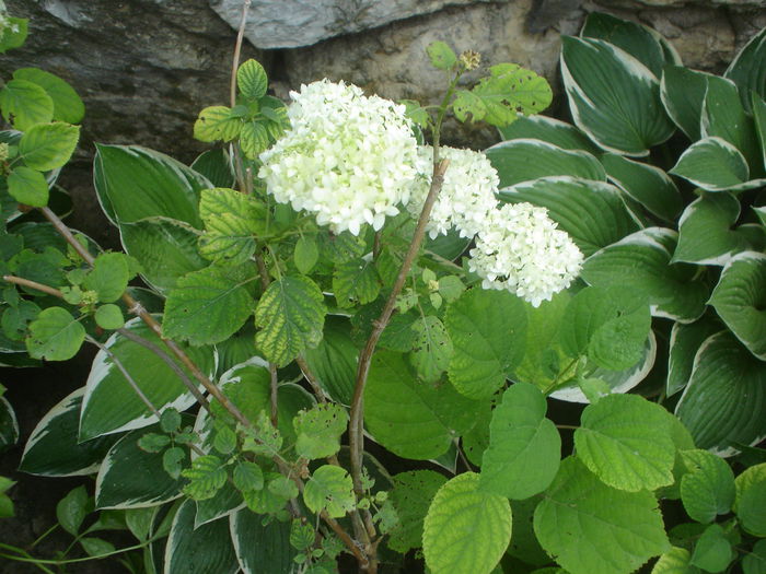 hortensia