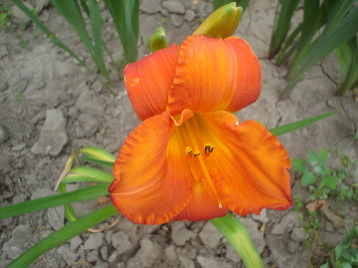hemerocallis