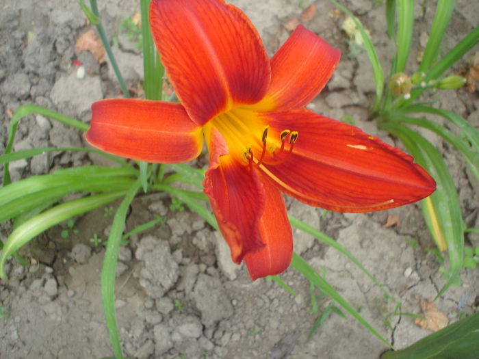 hemerocallis