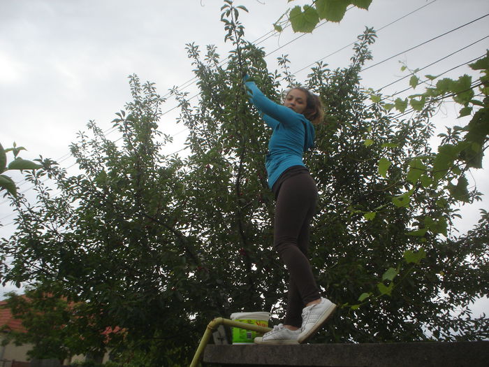 nepoata la cules de visine