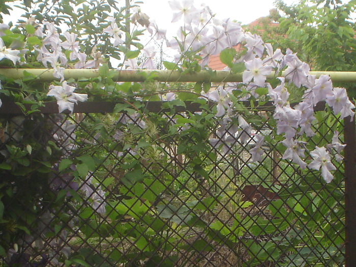 clematis