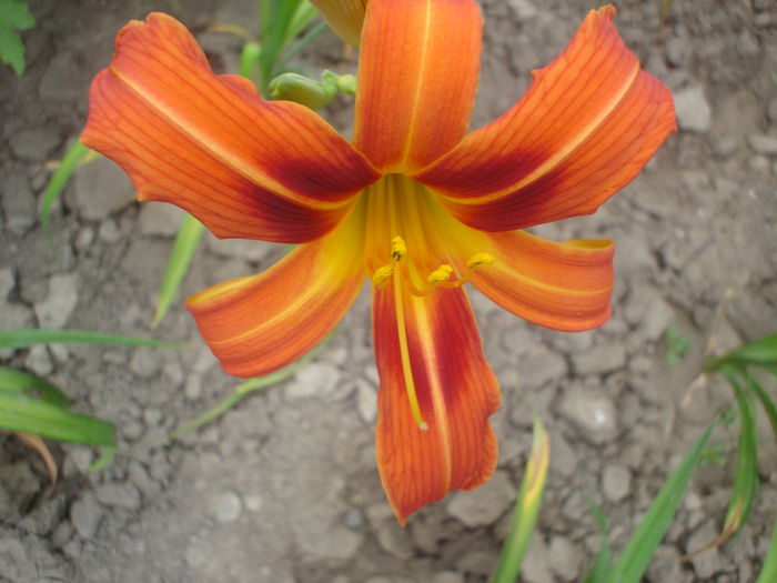 Catherin Woodbury ??? - hemerocallis 2014