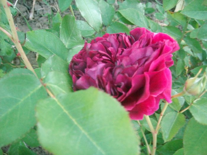 SANY8497 - William Shakespeare 2000