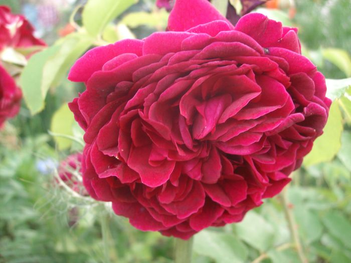 SANY9494 - William Shakespeare 2000