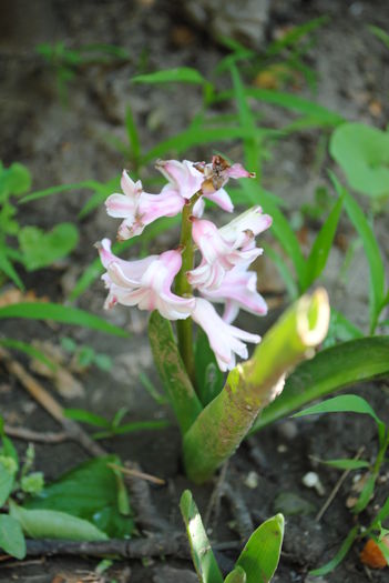 o zambiluta inflorita in iunie :)) - yyy 2014 gradina mea