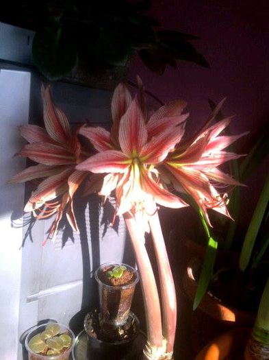 rio negro - Amaryllis 2014