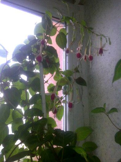 cascade - Fuchsia 2014