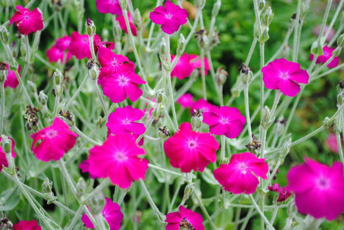 gata am aflat, Lychnis coronaria - yyy 2014 gradina mea