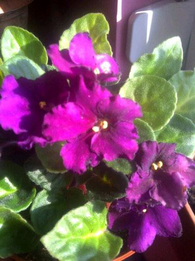 10478199_746333358721178_2263423367196032107_n - violete 2014