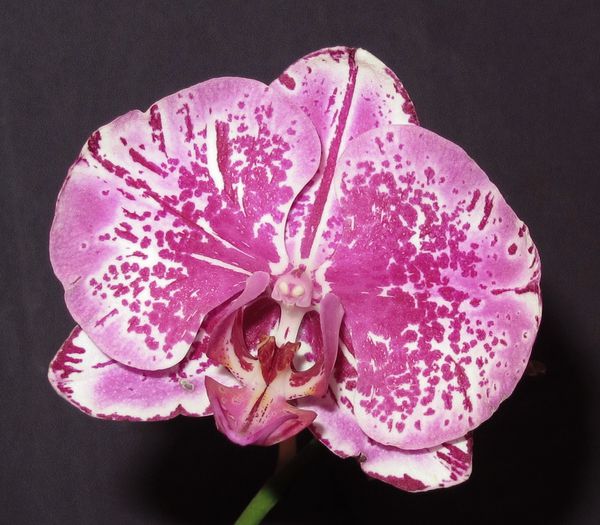 IMG_2455 - Phalaenopsis