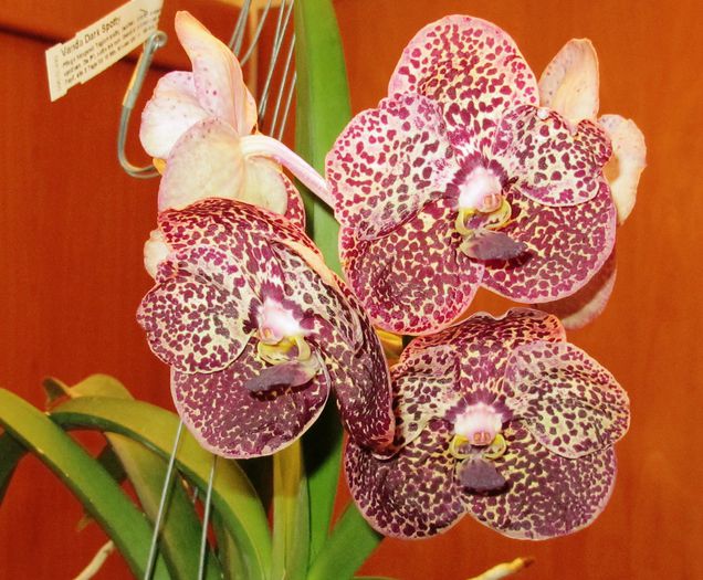 Vanda Dark Spotty