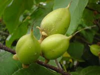 fructe - Paulownia Fruct frunza seminte