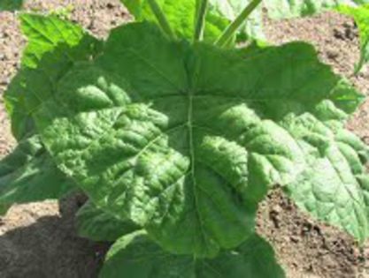 paulownia-frunza - Paulownia Fruct frunza seminte