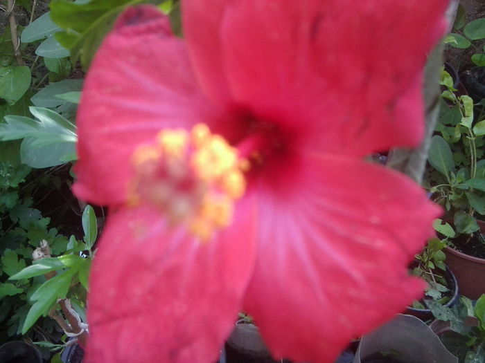 Fotografie1525 - hibiscusi 2014-1