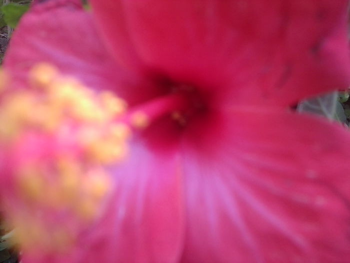 Fotografie1529 - hibiscusi 2014-1