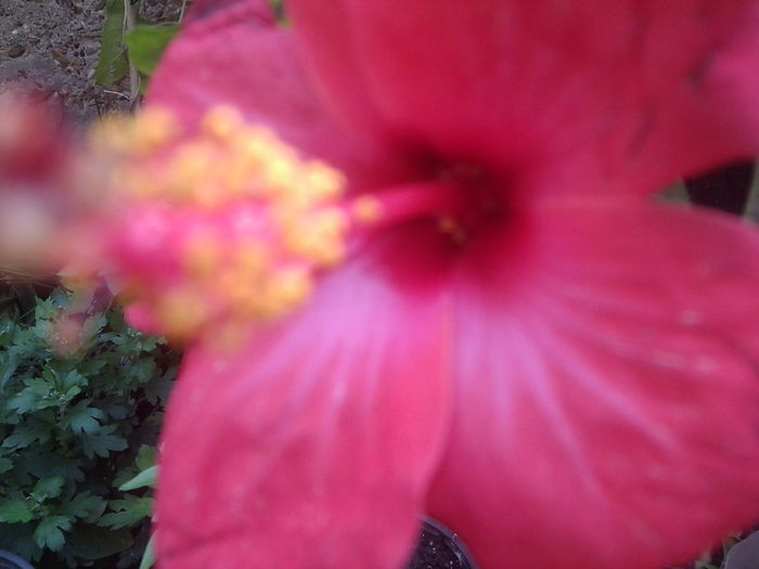 Fotografie1531 - hibiscusi 2014-1