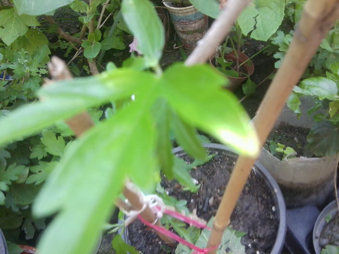 Fotografie1532 - hibiscusi 2014-1