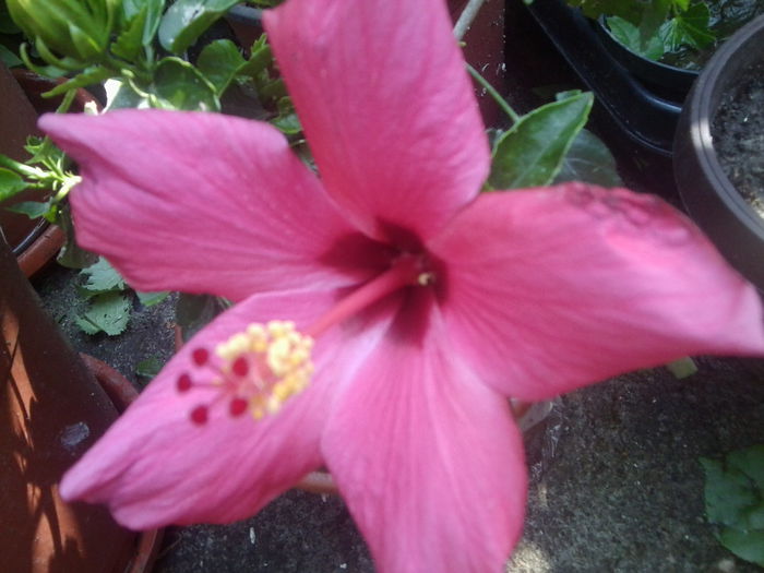 Fotografie1534 - hibiscusi 2014-1