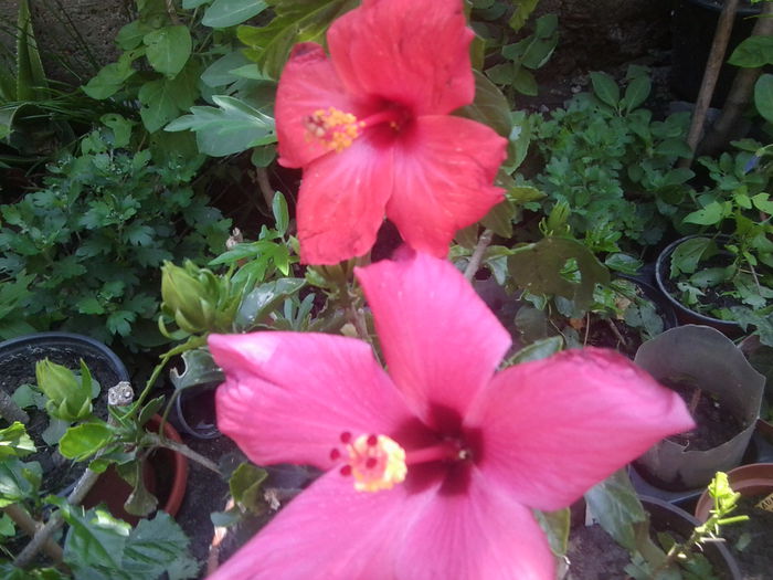 Fotografie1536 - hibiscusi 2014-1