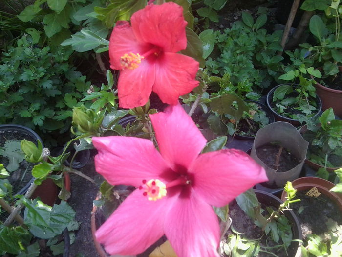 Fotografie1538 - hibiscusi 2014-1