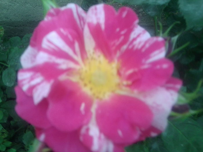 Fotografie1472 - roze2014