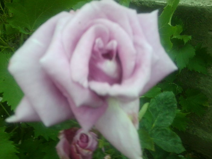 Fotografie1477 - roze2014