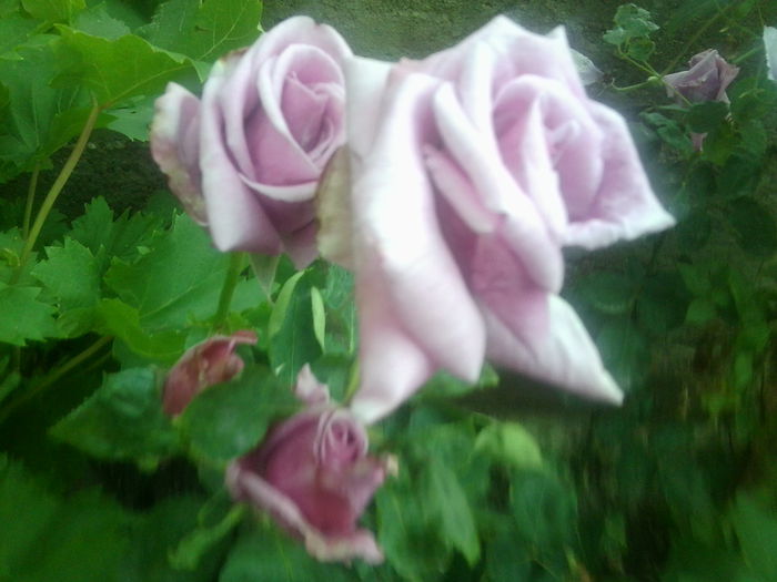 Fotografie1478 - roze2014