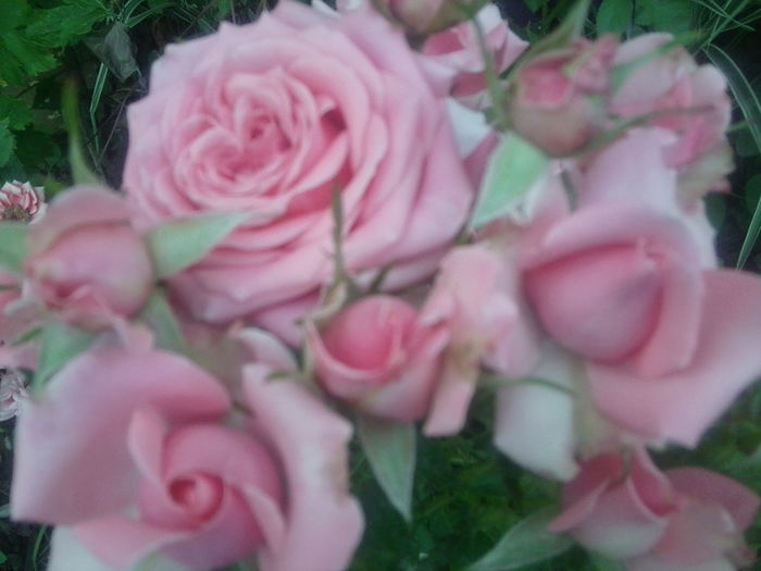 Fotografie1481 - roze2014