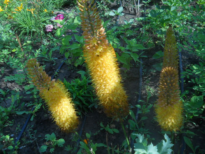 eremurus portocaliu - Gradina flori 2014