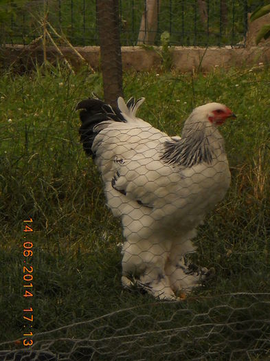 004 - pui 2014