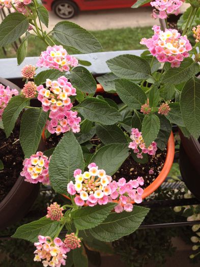 image - lantana camara