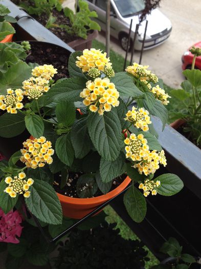 20 - lantana camara