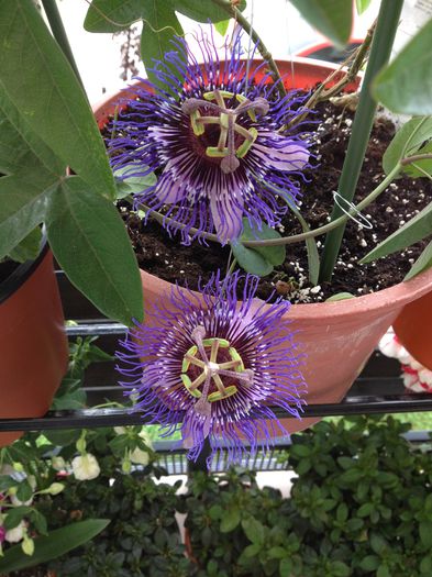 image - Passiflora