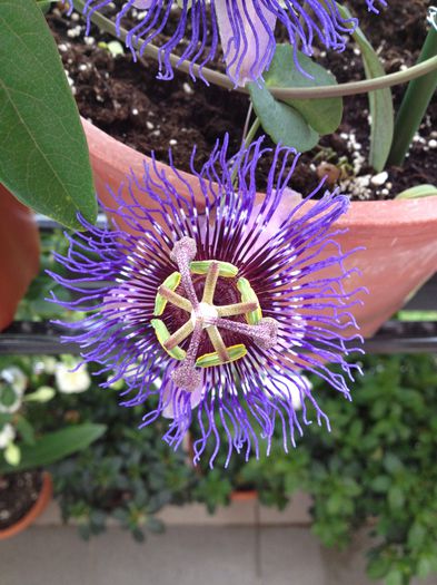 image - Passiflora