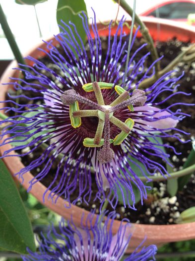 image - Passiflora