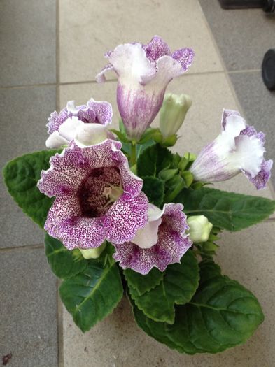 image - Gloxinia