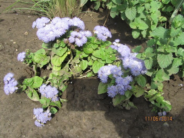 Pufuleti - Flori de gradina-2014 Vara
