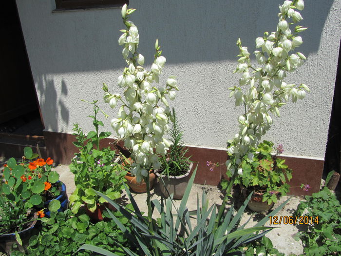 Yucca - Flori de gradina-2014 Vara