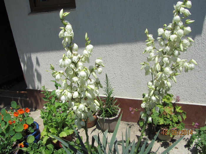 IMG_3121 - Flori de gradina-2014 Vara