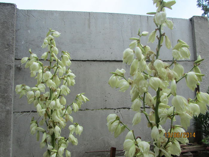 Yuca de gradina - Flori de gradina-2014 Vara